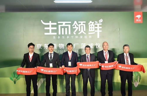 從智慧養豬到無土種菜 京東生物技術服務的創新藍圖